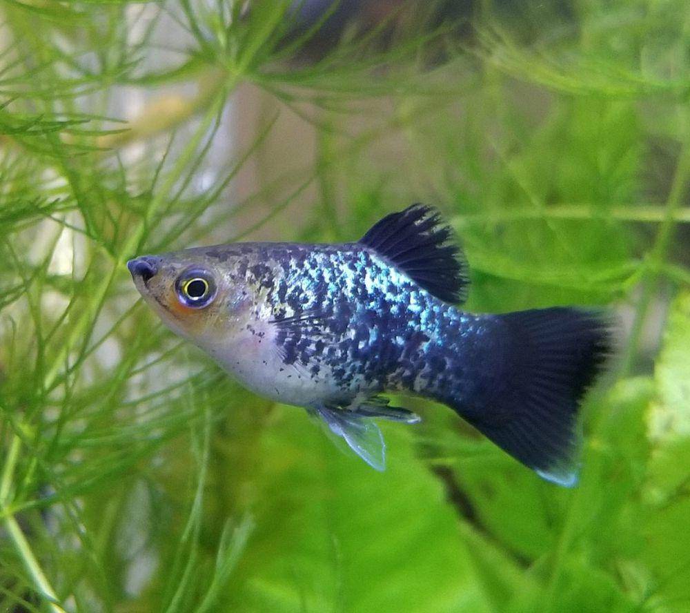 ikan platy adalah ikan air tawar yang memiliki banyak varian warna serta merupakan anggota dari genus Xiphophorus(commons.wikimedia.org/Tafkira2)