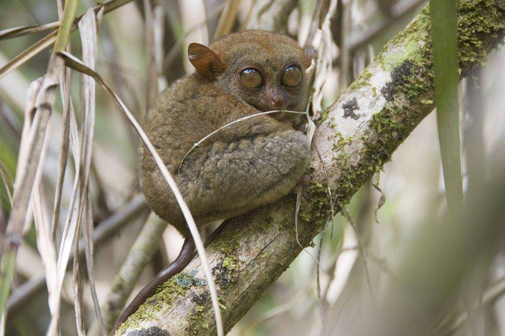 potret tarsius (animalfactsencyclopedia.com)