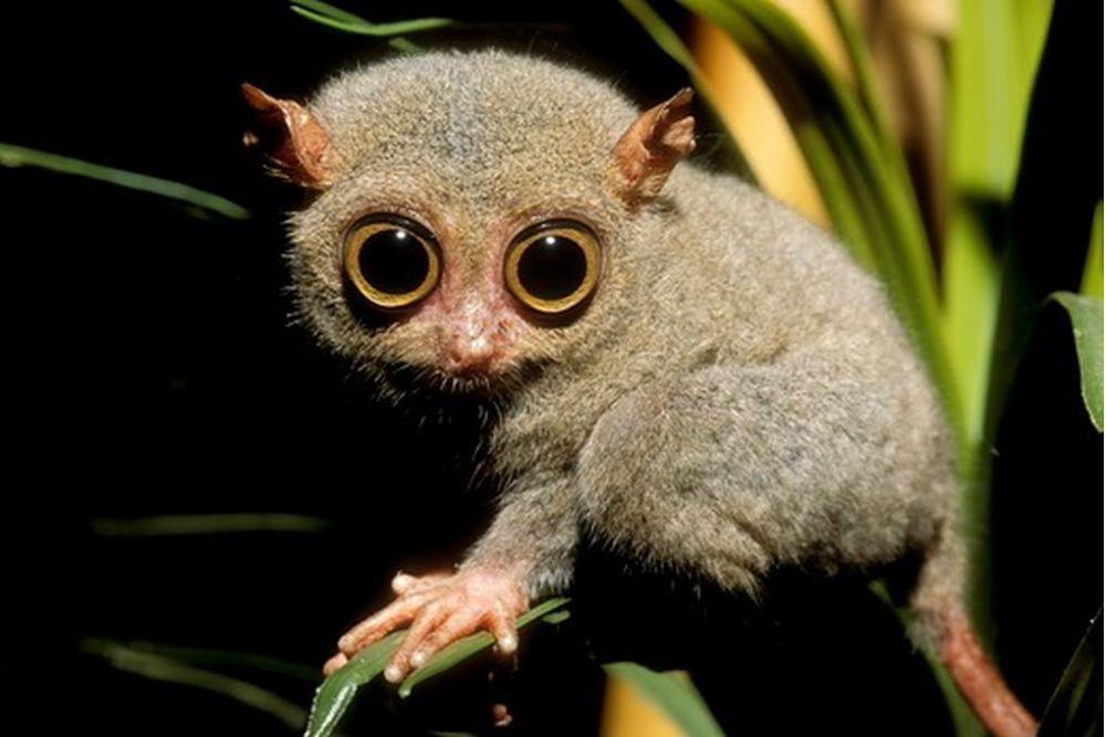 10 Fakta Menarik Tarsius, Primata Terkecil yang Hidup Nokturnal