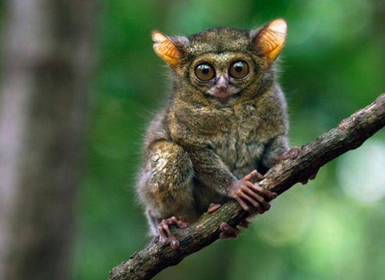 potret tarsius (animalfactsencyclopedia.com)