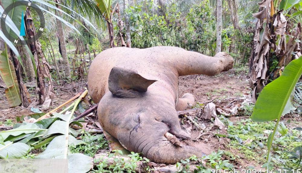Gajah Jantan Mati di Kawasan APL Pidie Jaya, Diduga Tersengat Listrik