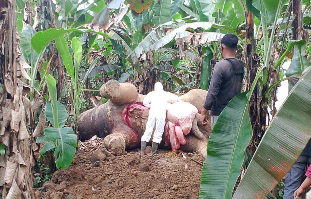 Pengelola Kebun Ditetapkan Tersangka Kematian Gajah di Pidie Jaya