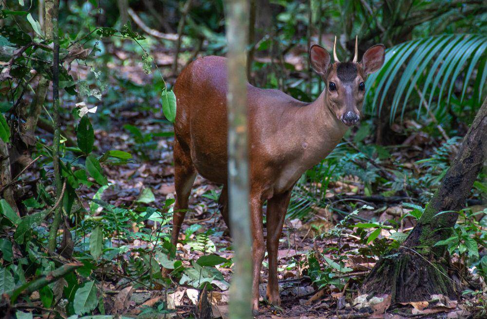 Rusa brocket merah (commons.m.wikimedia.org/Whaldener Endo)