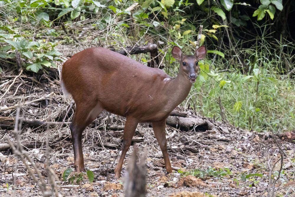 Rusa brocket merah (commons.m.wikimedia.org/Kristof Zyskowski)
