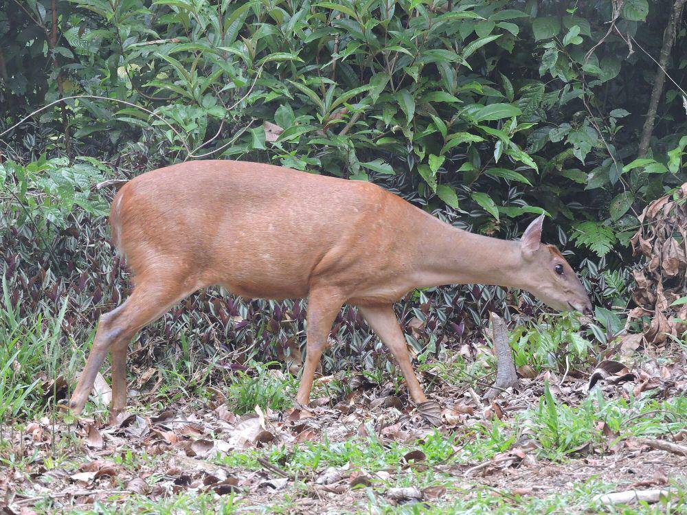 Rusa brocket merah (commons.m.wikimedia.org/Rodrigo Mariaca)