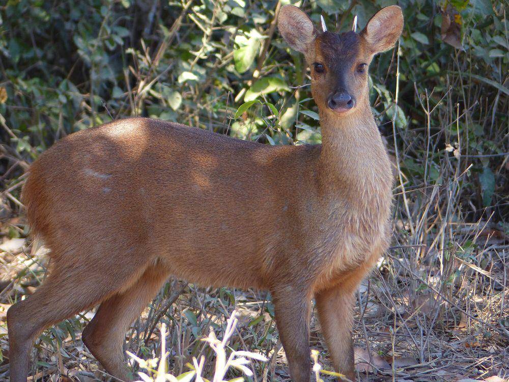 Rusa brocket merah (commons.m.wikimedia.org/Bernard Dupont)