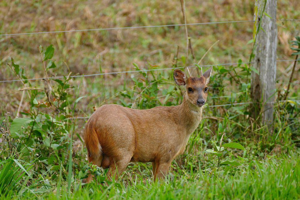 Rusa brocket merah (commons.m.wikimedia.org/Bernard Dupont)