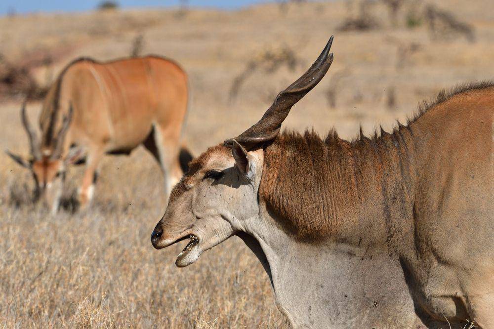 eland (pixabay.com/xiSerge)