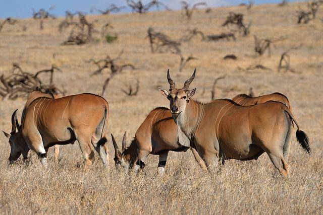 eland (pixabay.com/xiSerge)