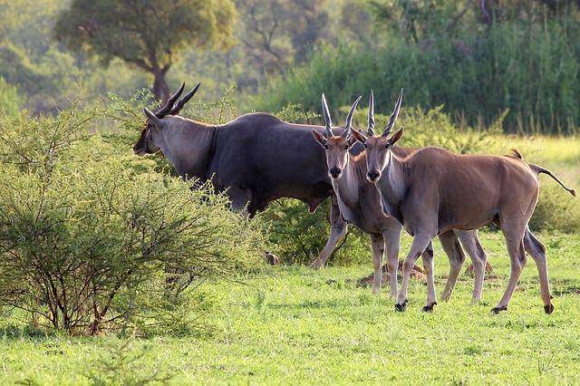 eland (pixabay.com/Cath Longley)