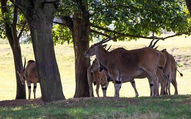 eland (pixabay.com/Kev)