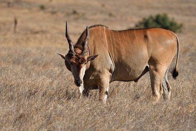 eland (pixabay.com/xiSerga)