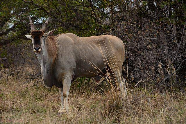 eland (pixabay.com/Liz Charles)