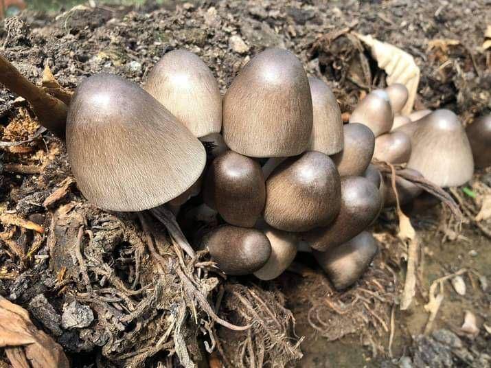 Ilustrasi jamur janjang sawit yang mulai terlihat dewasa (facebook.com/Volvariella volvacea Mushroom Spawn and Substrate Commercialization)
