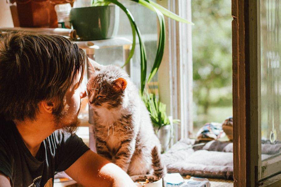 Kenapa Kucing Suka Menggosokkan Badannya ke Kita?