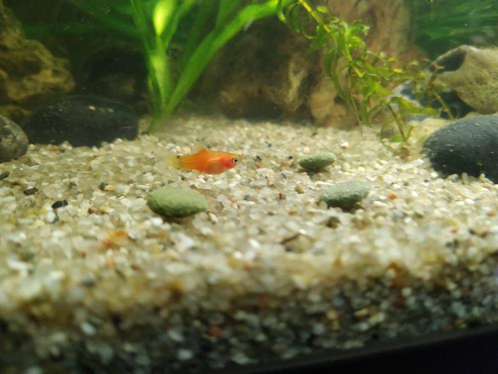 potret seekor ikan platy yang masih remaja di dasar aquascape (commons.wikimedia.org/Graf zu Pappenheim)