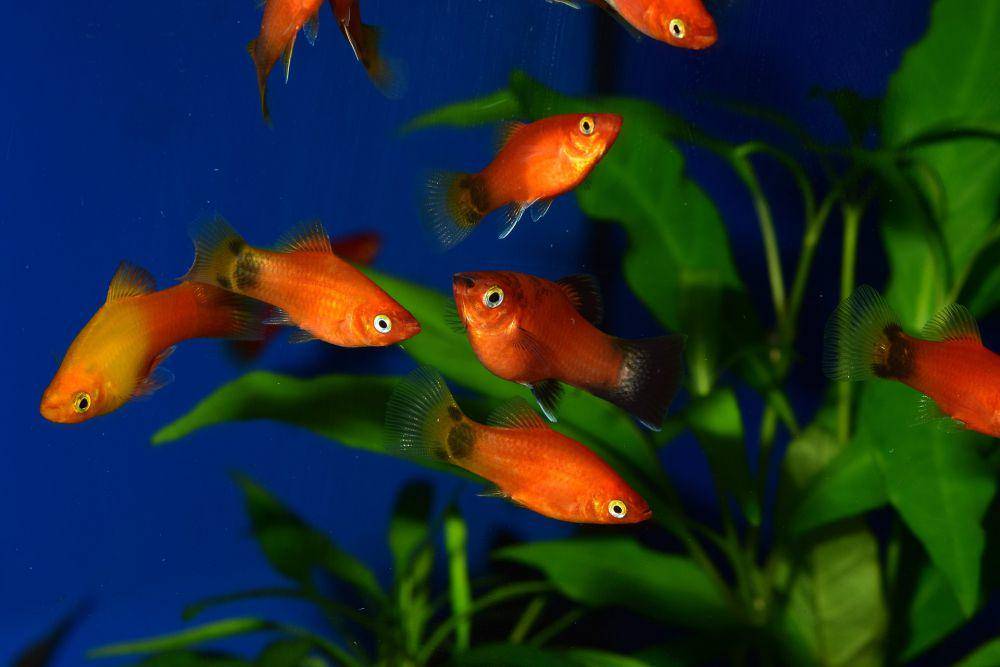 potret ikan platy, ikan hias populer yang banyak disenangi oleh para pehobi aquascape (pixabay.com/JuanCarlosPalauDiaz)