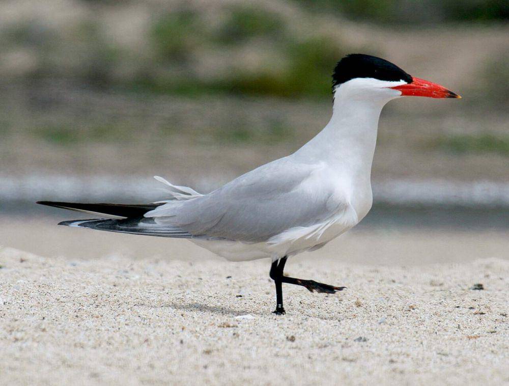 Burung laut Kaspia (commons.wikimedia.org/Dick Daniels)