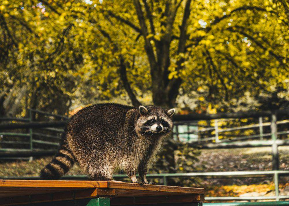 ilustrasi rakun (unsplash.com/Moritz Kindler)