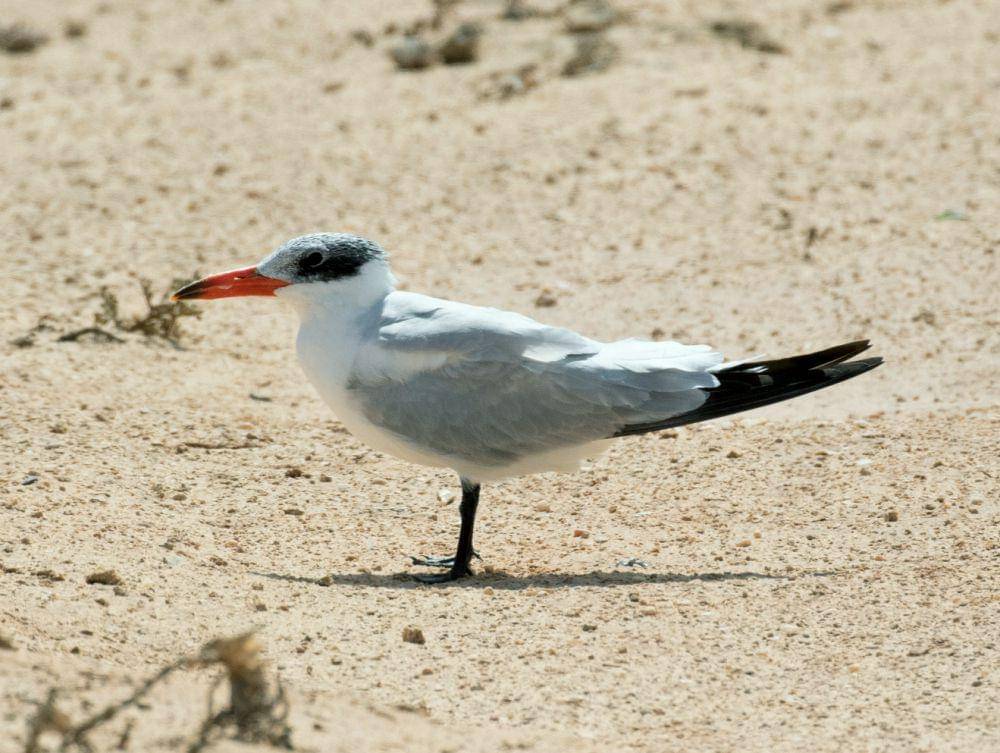 Burung laut Kaspia (commons.wikimedia.org/Francesco Veronesi)