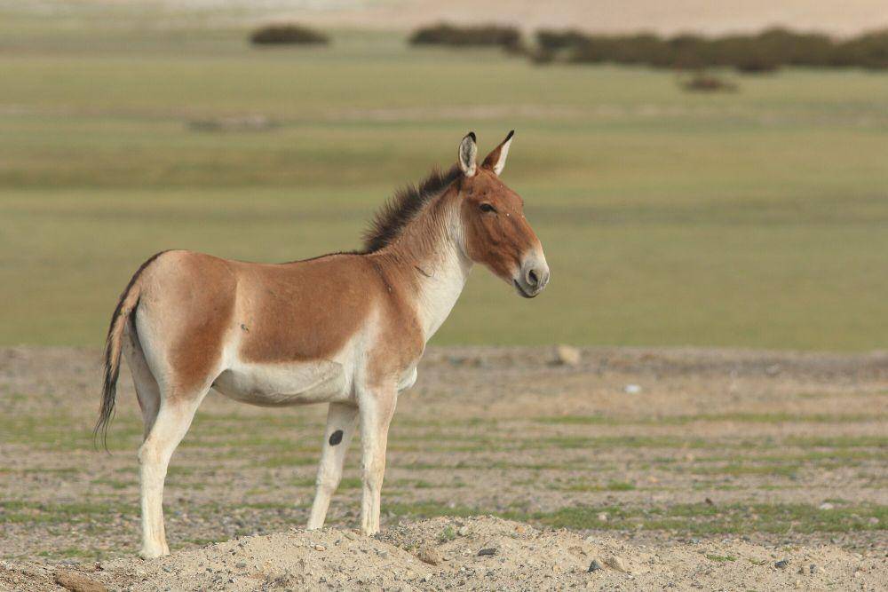 Kiang (commons.m.wikimedia.org/Asif N Khan)