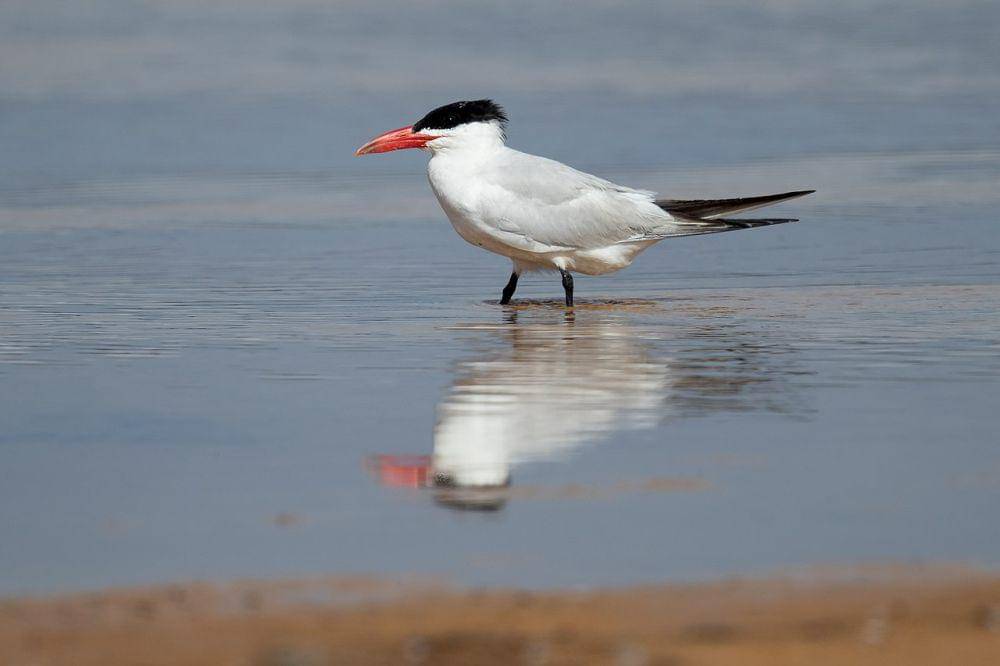 Burung laut Kaspia (commons.wikimedia.org/JJ Harrison)
