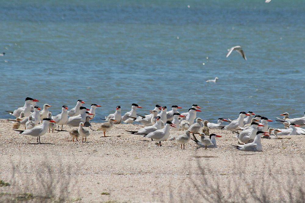 Kawanan burung laut Kaspia (commons.wikimedia.org/Yu Moskalenko)