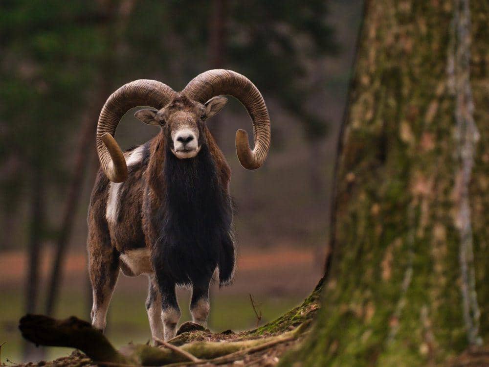 5 Fakta Unik Mouflon, Ada Ritual Unik setelah Pertarungan Antarjantan