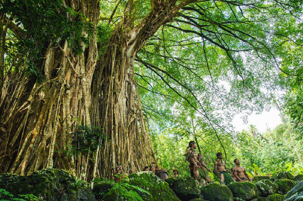 ilustrasi pohon beringin (pixabay.com/xiSerge)