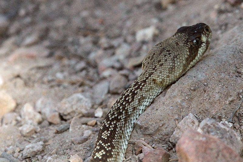 Black tailed rattlesnake (commons.wikimedia.org/Greg Schechter)