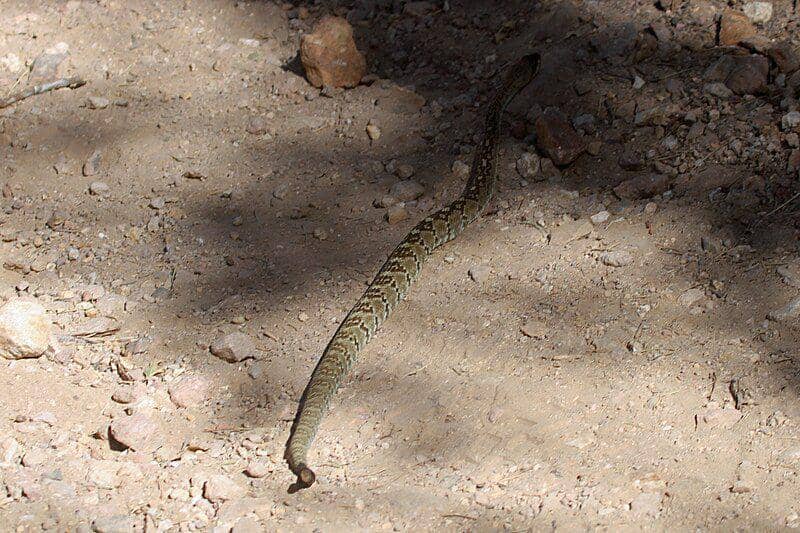 Black tailed rattlesnake (commons.wikimedia.org/Greg Schechter)