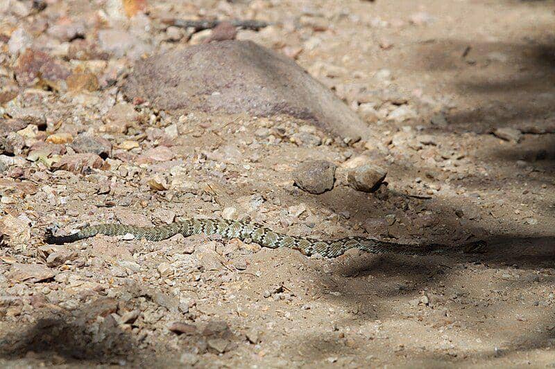 Black tailed rattlesnake (commons.wikimedia.org/Greg Schechter)