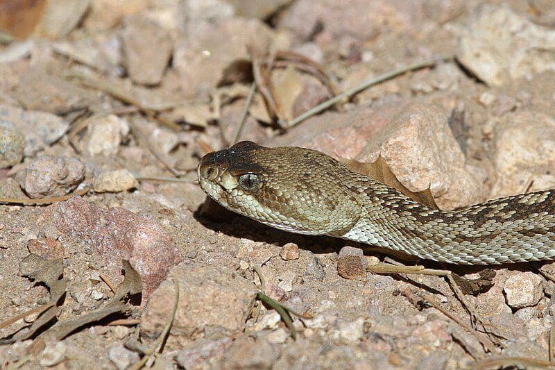 Black tailed rattlesnake (commons.wikimedia.org/Greg Schechter)