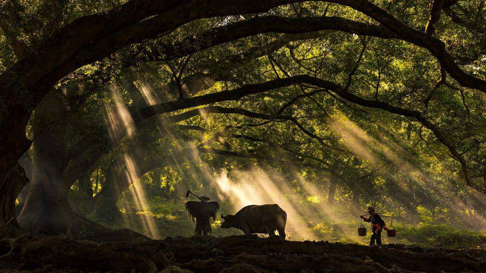 ilustrasi pohon beringin (pixabay.com/mercierzeng)