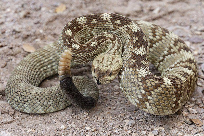 Black tailed rattlesnake (commons.wikimedia.org/Patrick Alexander)