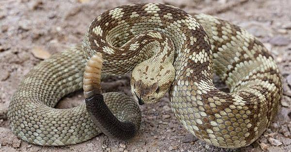 5 Fakta Unik Black Tailed Rattlesnake, Ular Perenang Andal!