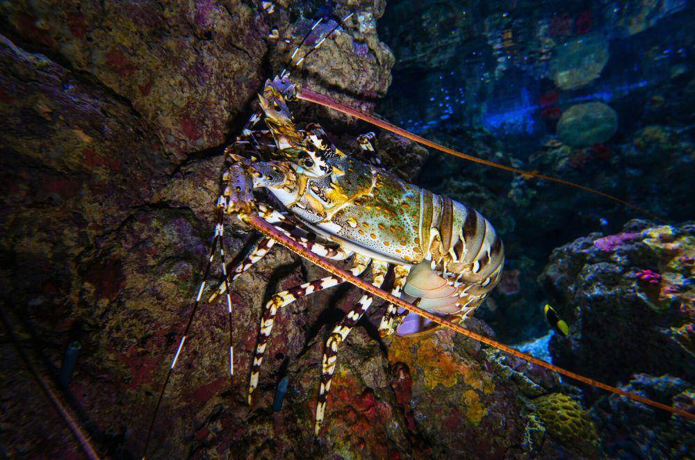 ilustrasi lobster diatas terumbu karang (unsplash.com/David Clode)