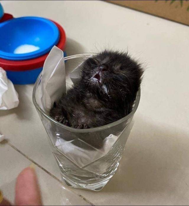 potret anak kucing di dalam cangkir dan gelas (twitter.com/DontShowYourCat)