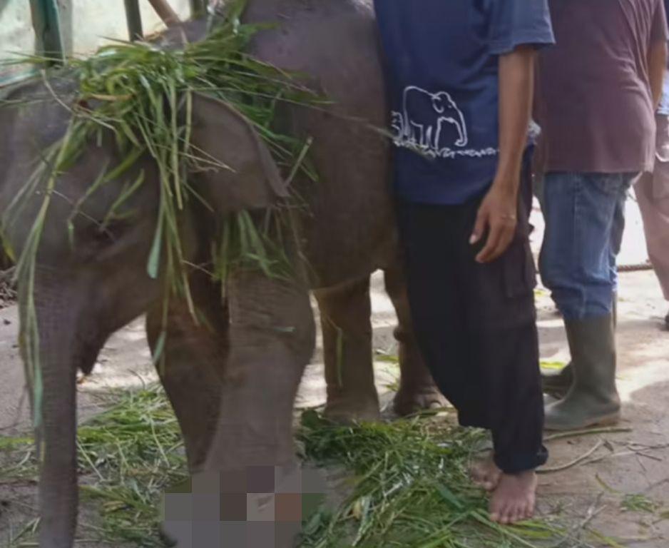 Anak Gajah Liar Betina Terjerat Kawat Baja di Hutan Way Kambas