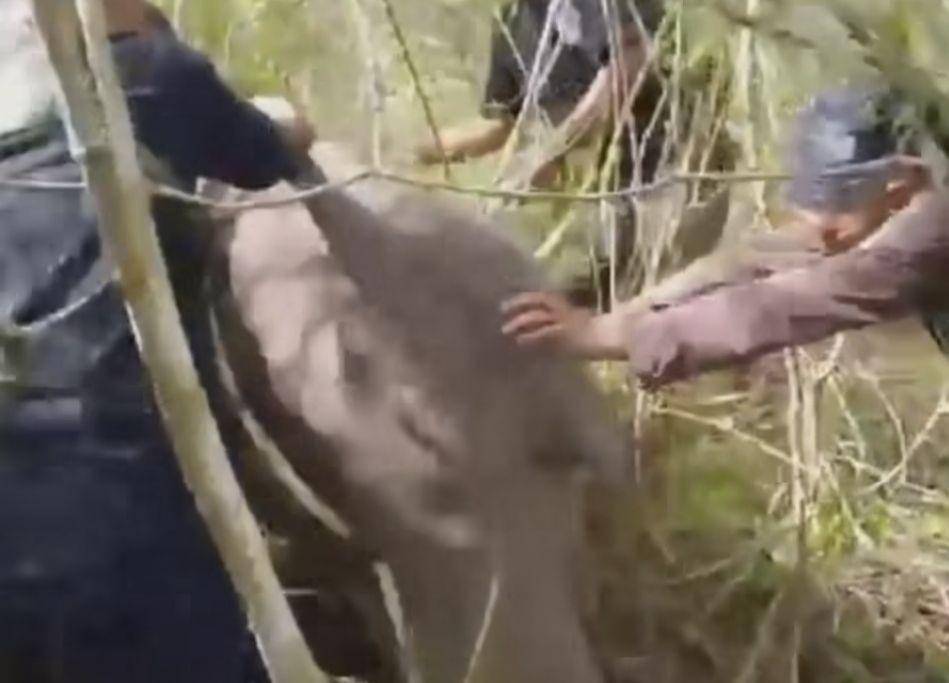 Penampakan anak gajah liar di TNWK terkena jerat seling. (DOK. Balai TNWK).