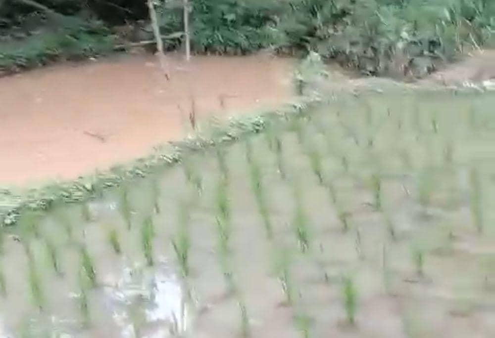 Pilu Petani Lampung Selatan, Baru Tanam Padi Sawah Terendam Banjir