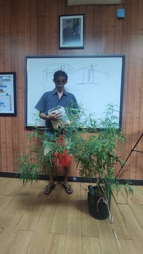 BNN NTB Ringkus 2 Pelaku dan Sita Paket Tanaman Ganja Seberat 1,1 Kg