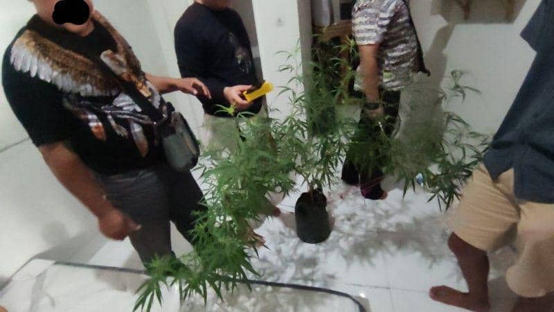 Tanaman ganja yang ditemukan petugas BNN di rumah tersangka di Kota Mataram. (dok. BNN NTB)