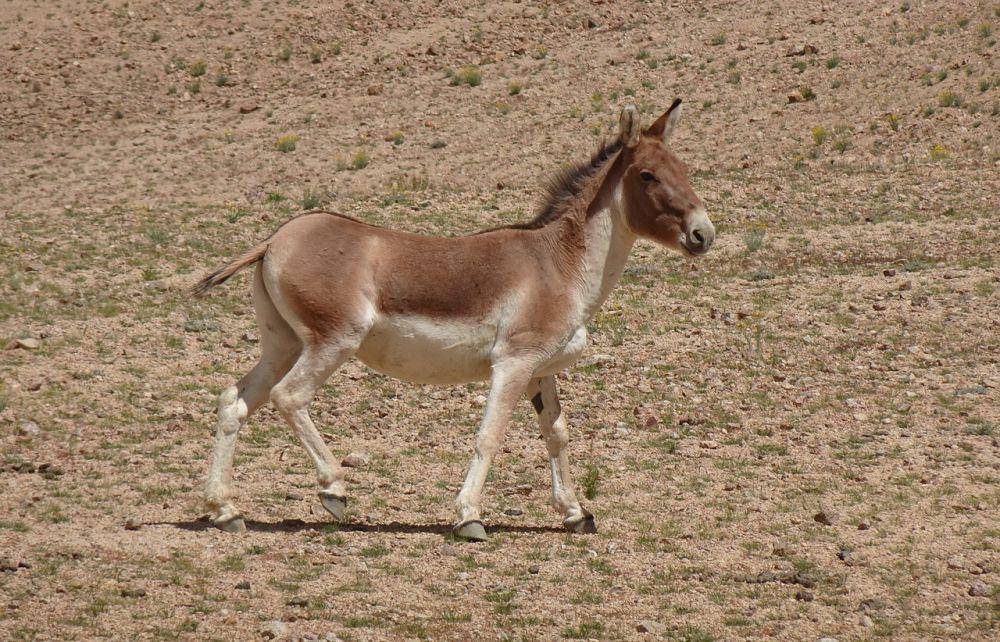 Kiang (pixabay.com/Bishnu Sarangi)