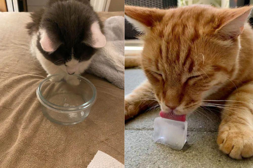 7 Potret Kocak Kucing Terobsesi dengan Es Batu, Sesuka Itu!