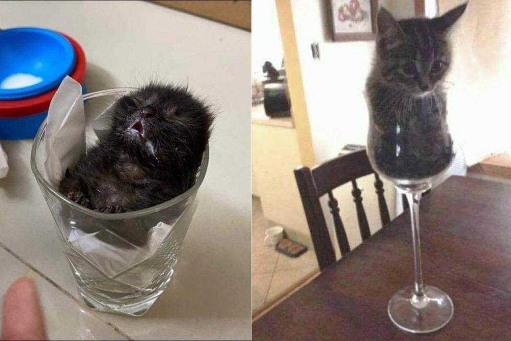 kolase potret anak kucing di dalam cangkir dan gelas (twitter.com/DontShowYourCat I reddit.com/DaHoodcp)