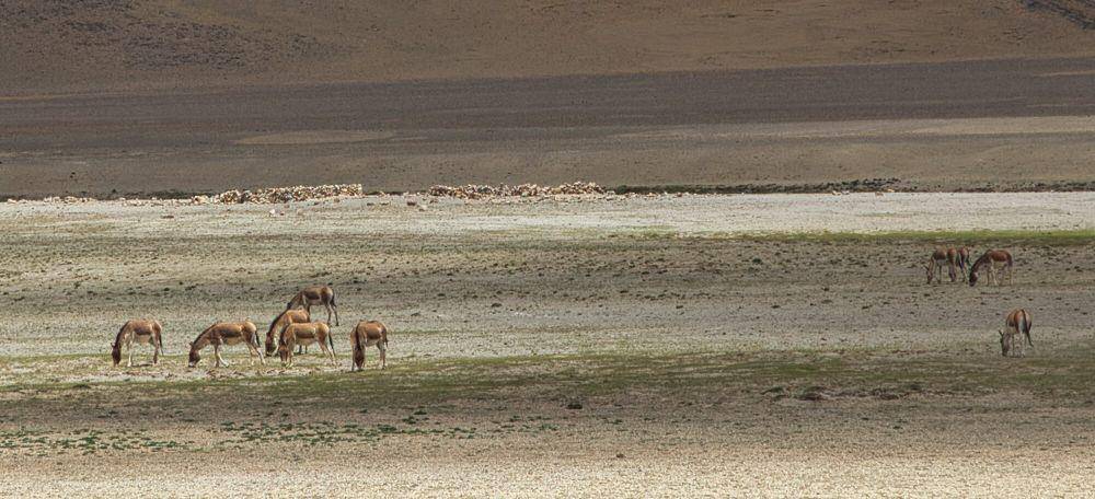 Kiang (commons.m.wikimedia.org/Mario Biondi Wrtiter)