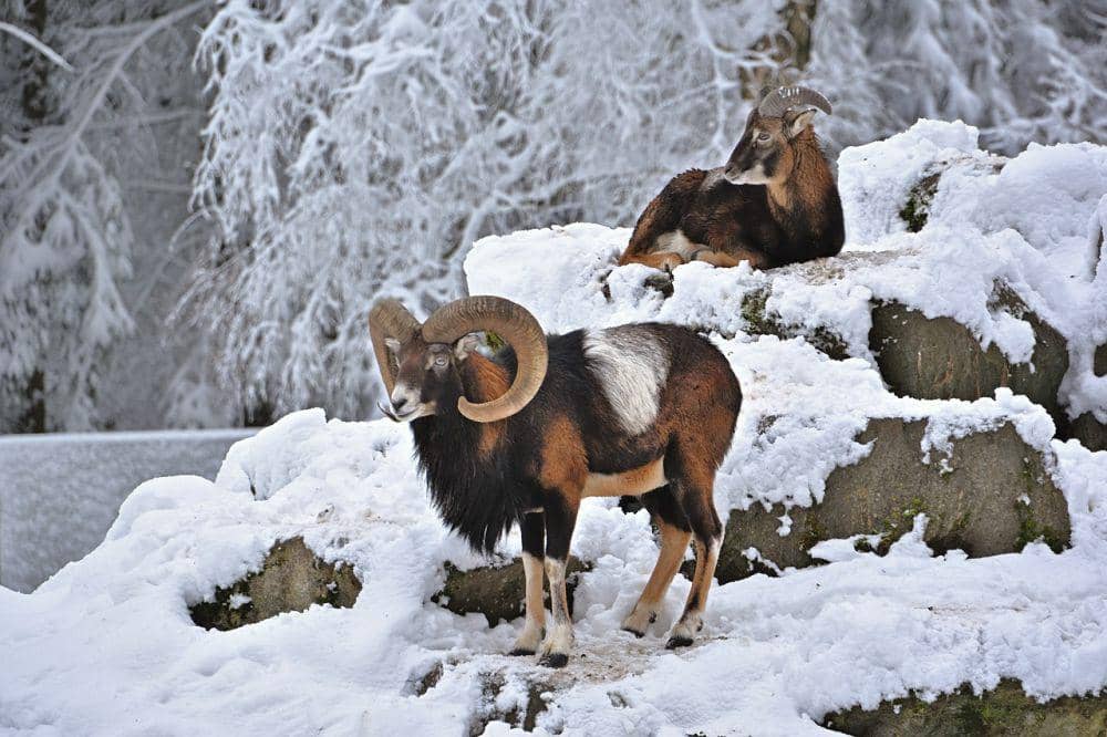 Mouflon (pixabay.com/Jurgen)