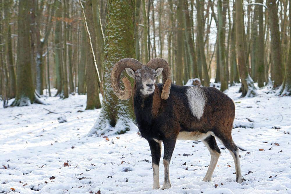 Mouflon (pixabay.com/Andrea Lischka)