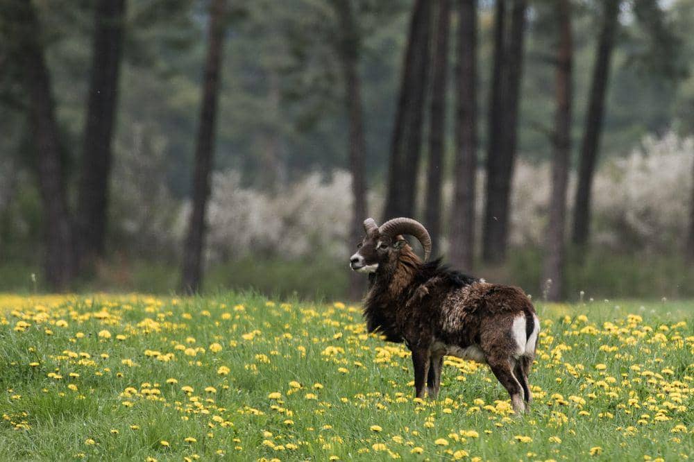 Mouflon (pixabay.com/Susanne Brom)